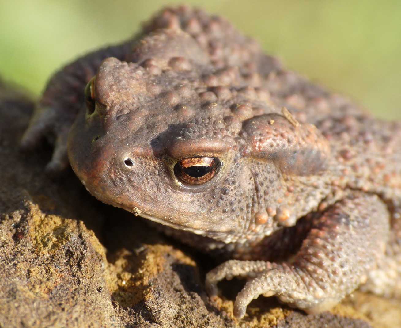 Rospo sotto una pietra - Bufo bufo